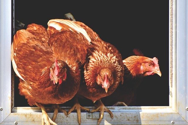 Источник фото: pixabay.com