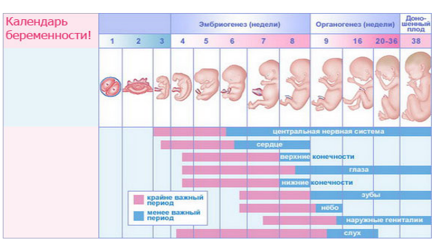 Календарь беременности. 1 и 2 триместры самые ответственные. 