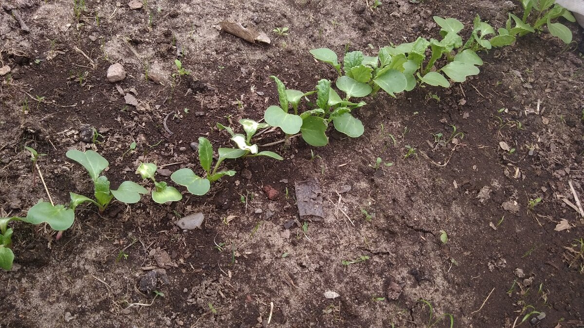 Редиска выпустила первые настоящие листочки - пошла в рост.