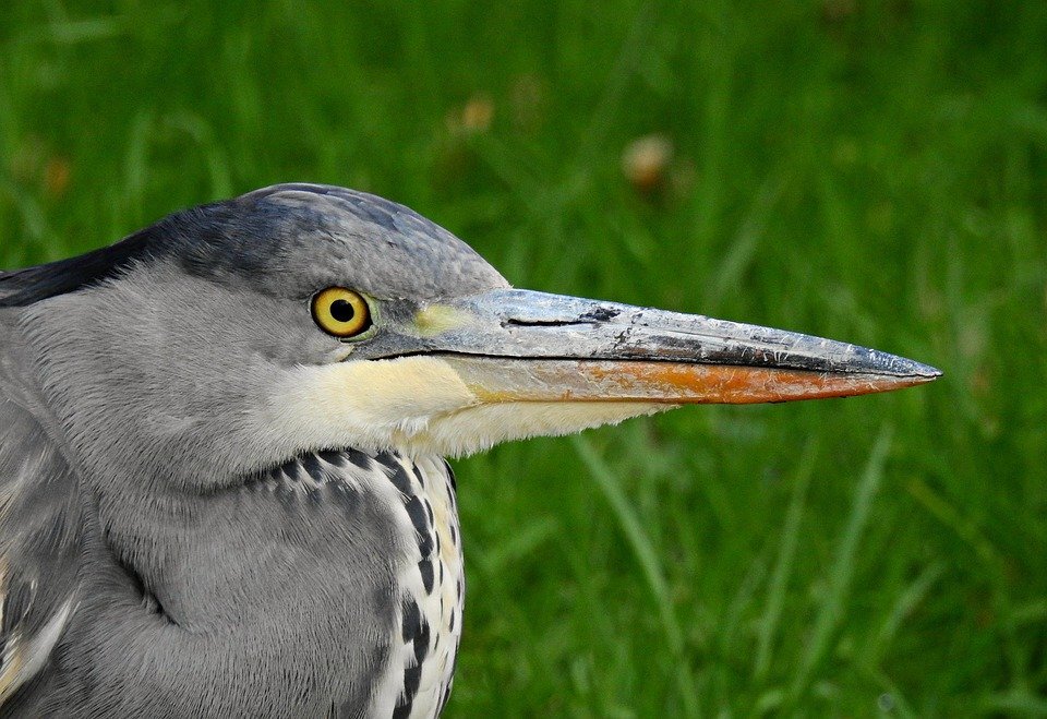 фото: pixabay.com