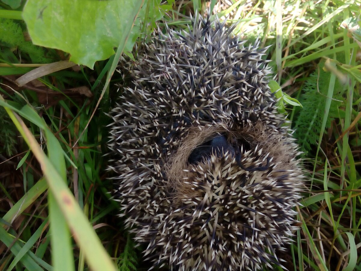 Местные как ежик. Колючие и бухтящие.