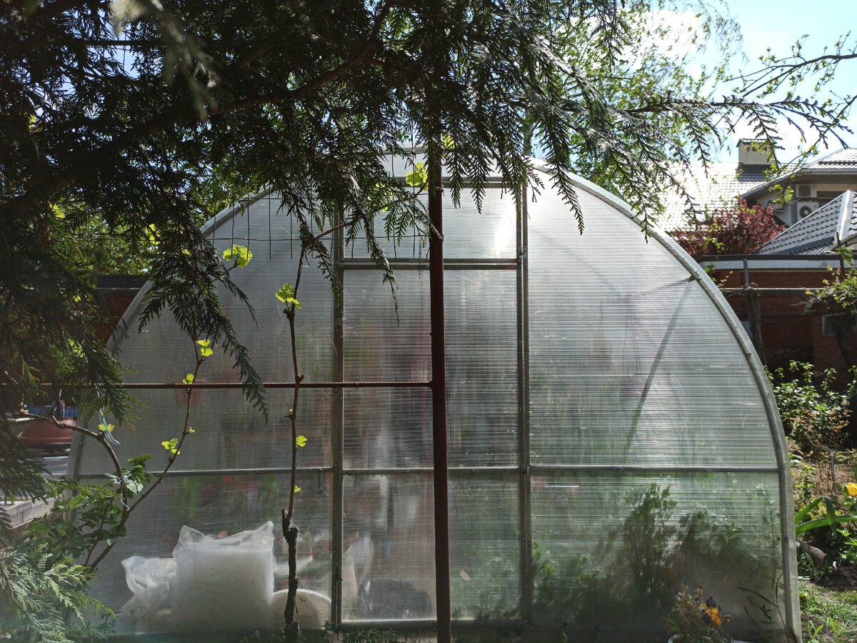 Моя теплица