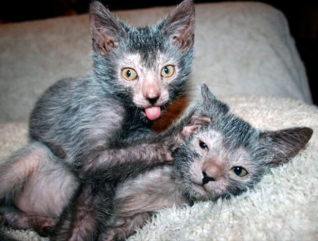 Источник simple-fauna.ru