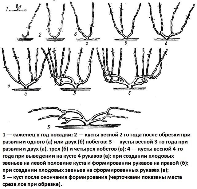 Как обрезать виноград. Виноград веерная формировка куста. Схема выращивания винограда по годам. Как обрезать саженец винограда. Веерная формировка винограда 1 год.