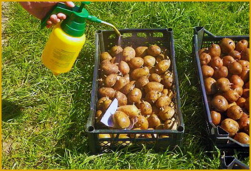Выращивание картофеля в ящике, мешках, бочках