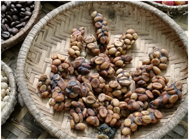 Это и есть «отходы производства» мусангов. Фото автора 