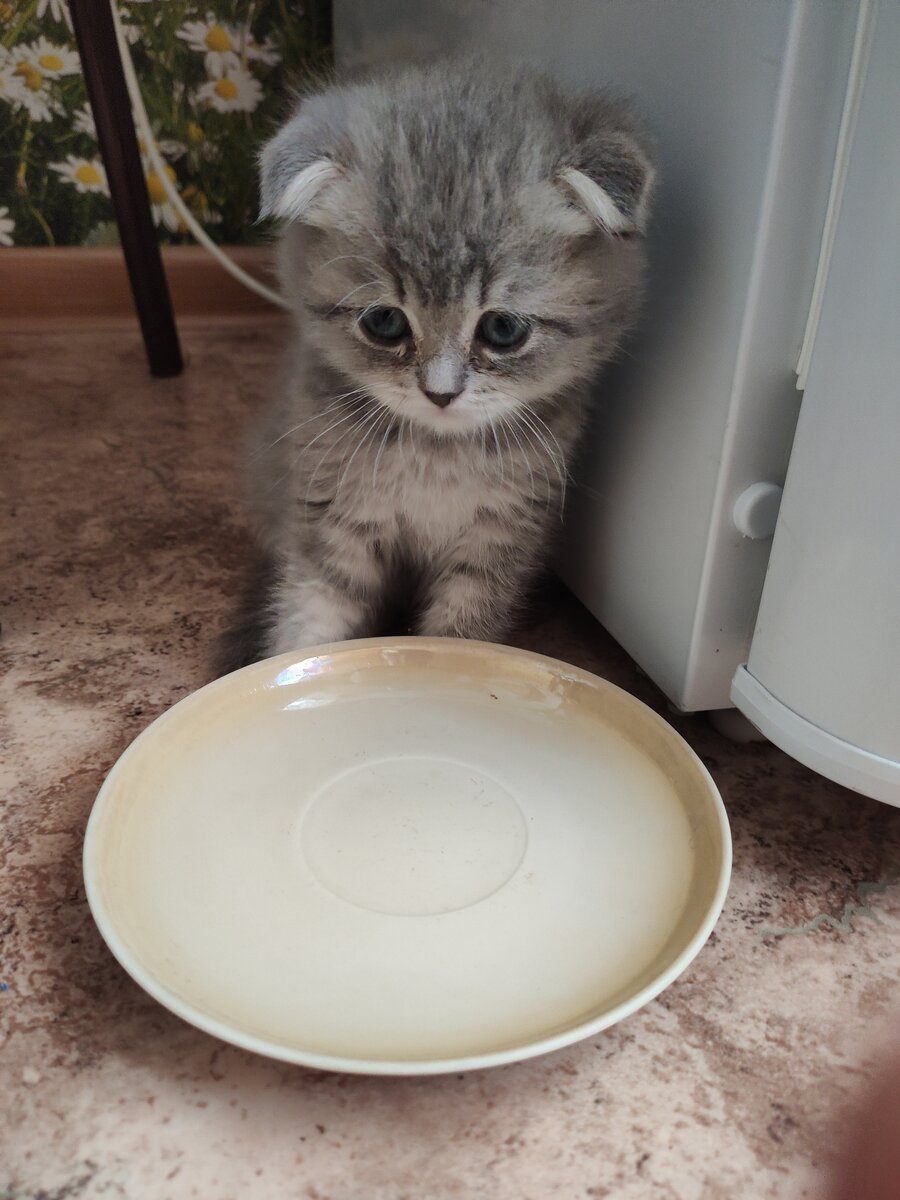 Джесси любит сидеть около блюдца с водой, а потом и вовсе засыпает здесь