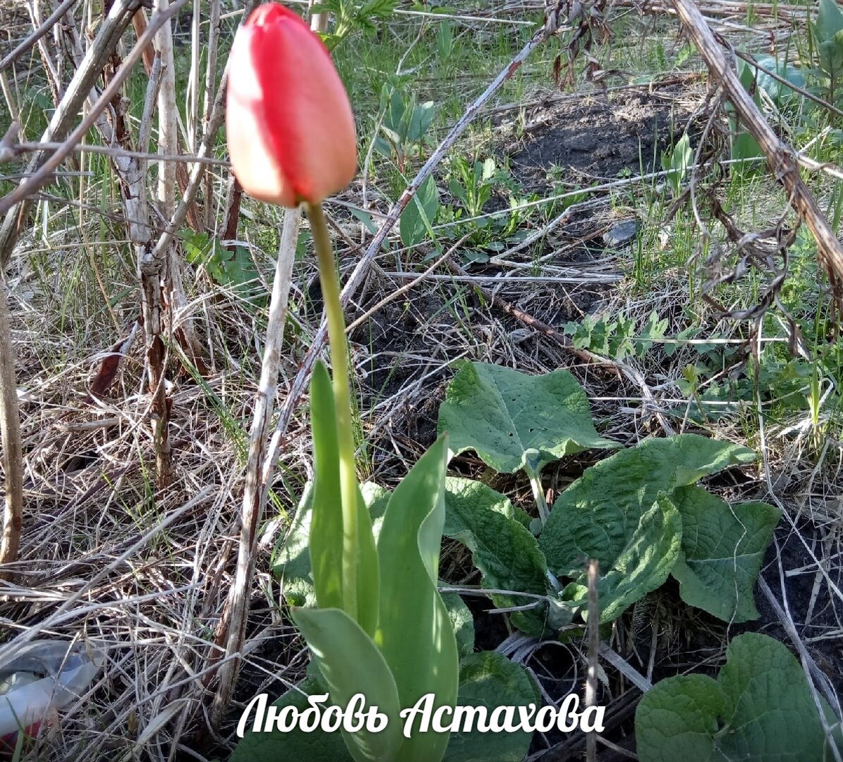 Отказавшись от рассматривания чужих жизней, сплетен и белья, мы получаем возможность увидеть свою собственную жизнь и почувствовать её красоту, свежесть и благоухание. Воспользуйтесь этим, второй жизни у нас к сожалению не будет. 