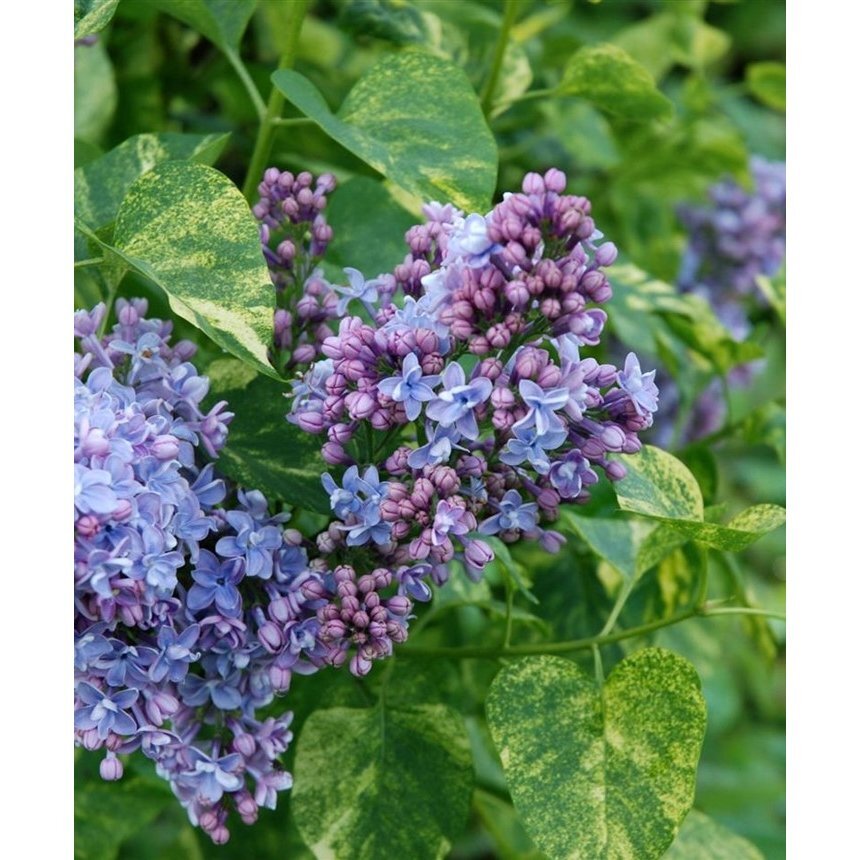 Сирень обыкновенная сорт Аукубафолия. https://www.dendropark.lt/images/uploader/al/alyva-paprastoji-aucubaefolia-p9-1.jpg