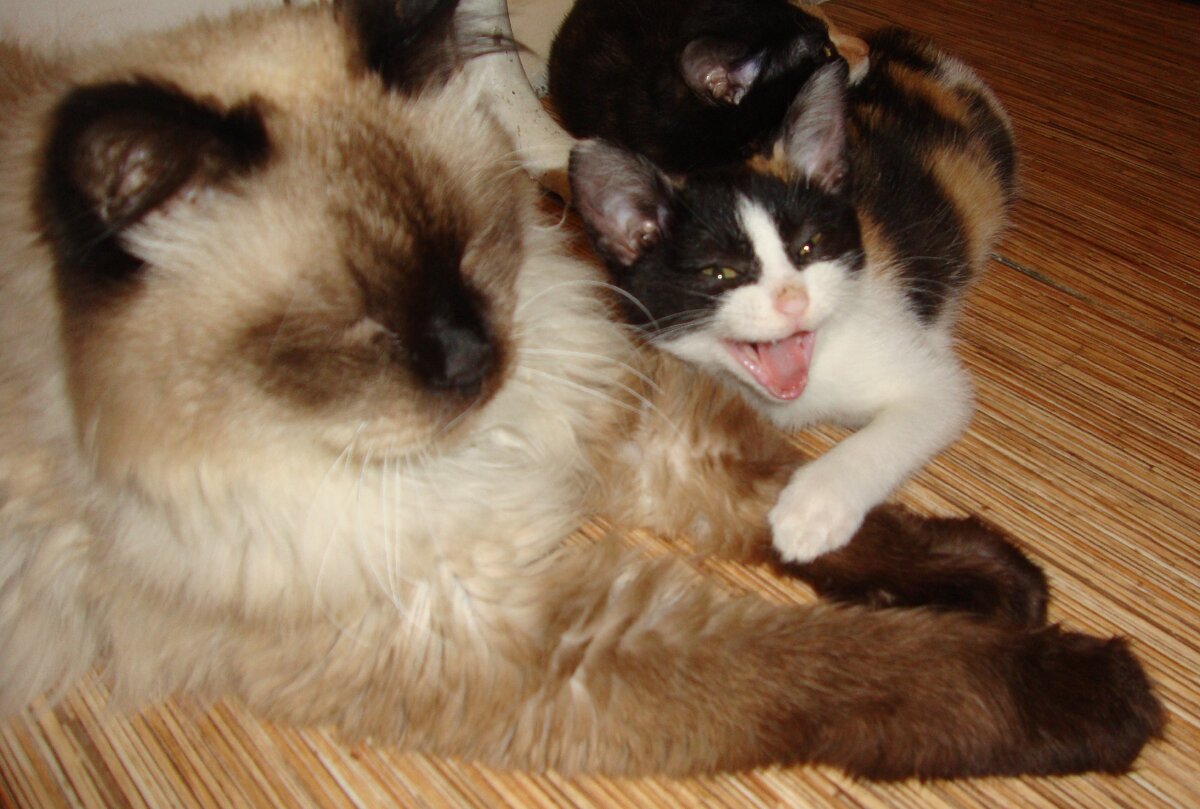 Кузя и молодняк.