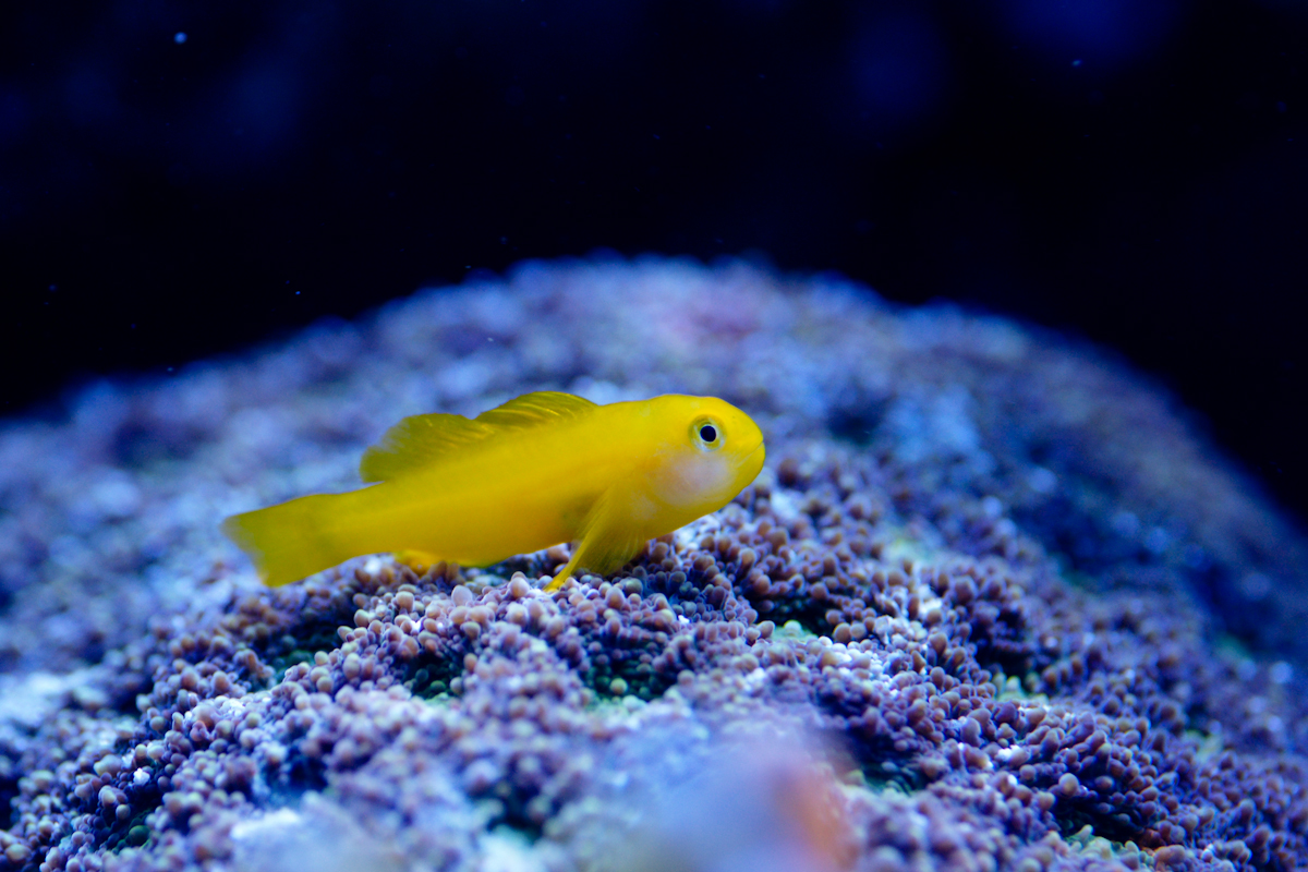 Фото маленьких рыбок. Gobiodon okinawae. Морская рыбка Гобиодон. Гобиодон желтый. Гобиодон лимонный.