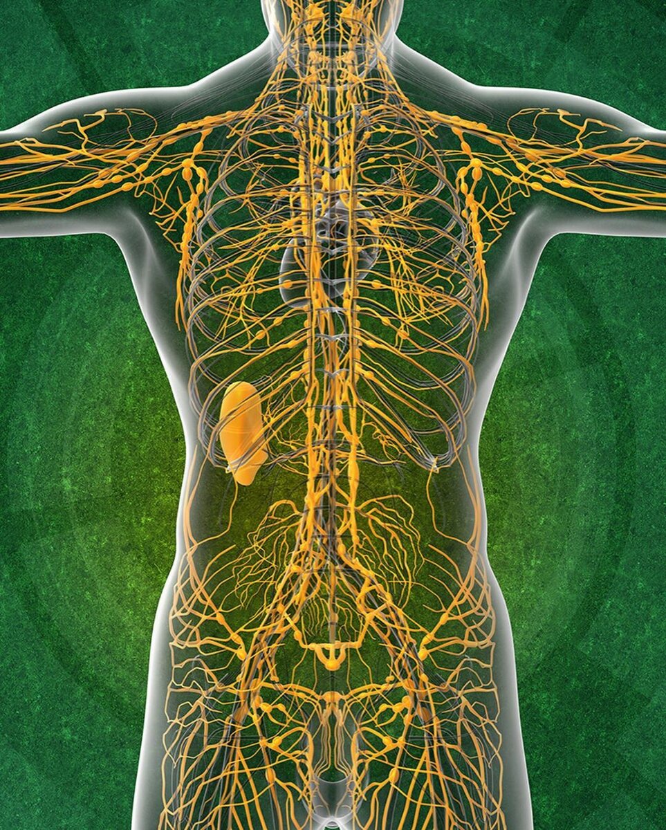 Лимфатическая система важнейшая. Лимфа система человека. Лимфатическая система человека 3 д. Лимфатическая система человека 3д атлас. Лимфа человека анатомия.