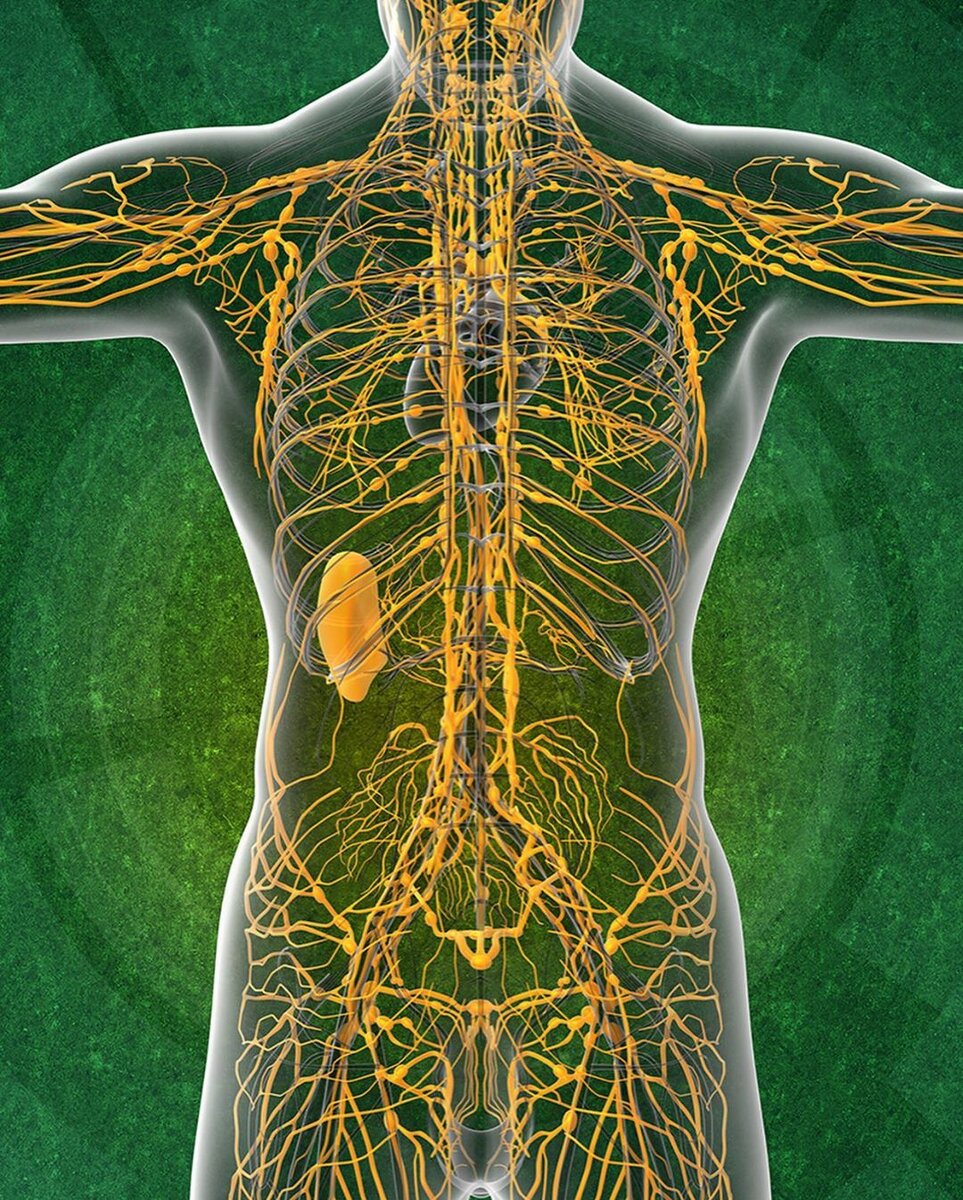 Система человек фото. Лимфатическая система 3д. Лимфатическая система человека 3 д. Лимфатическая человека лимфатическая система. Что такое лимфа у человека.