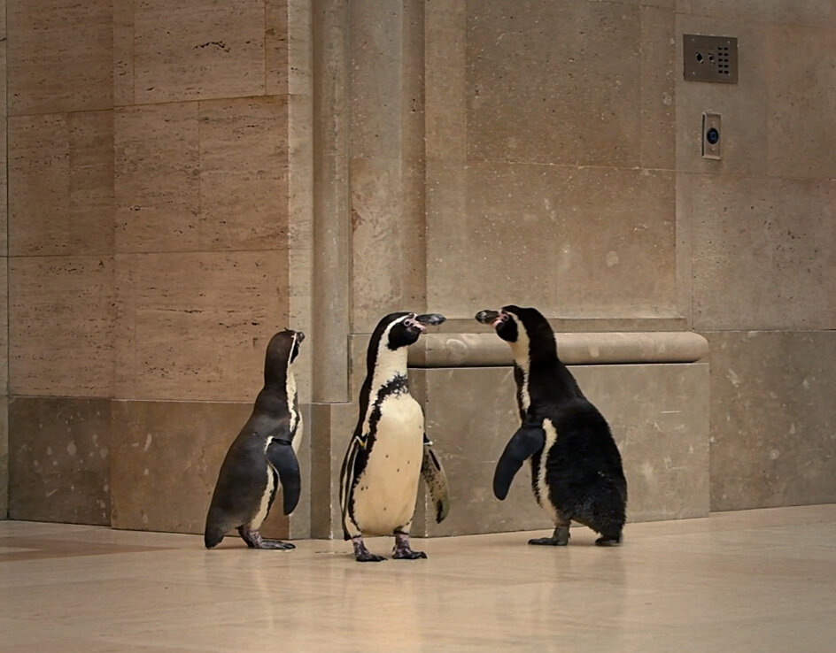 Бабблс, Мэгги и Беркли в музее  Нельсона-Аткинса. Фото из открытых источников