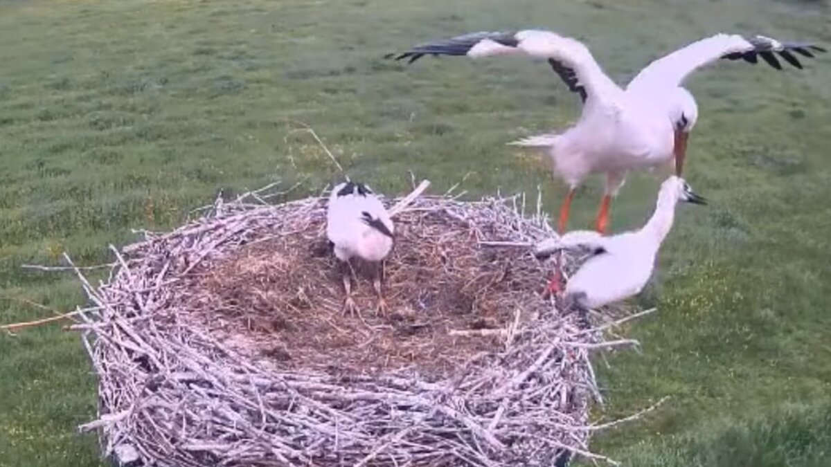 Спарта, 5 век до нашей эры. Уникальное фото в цвете. 