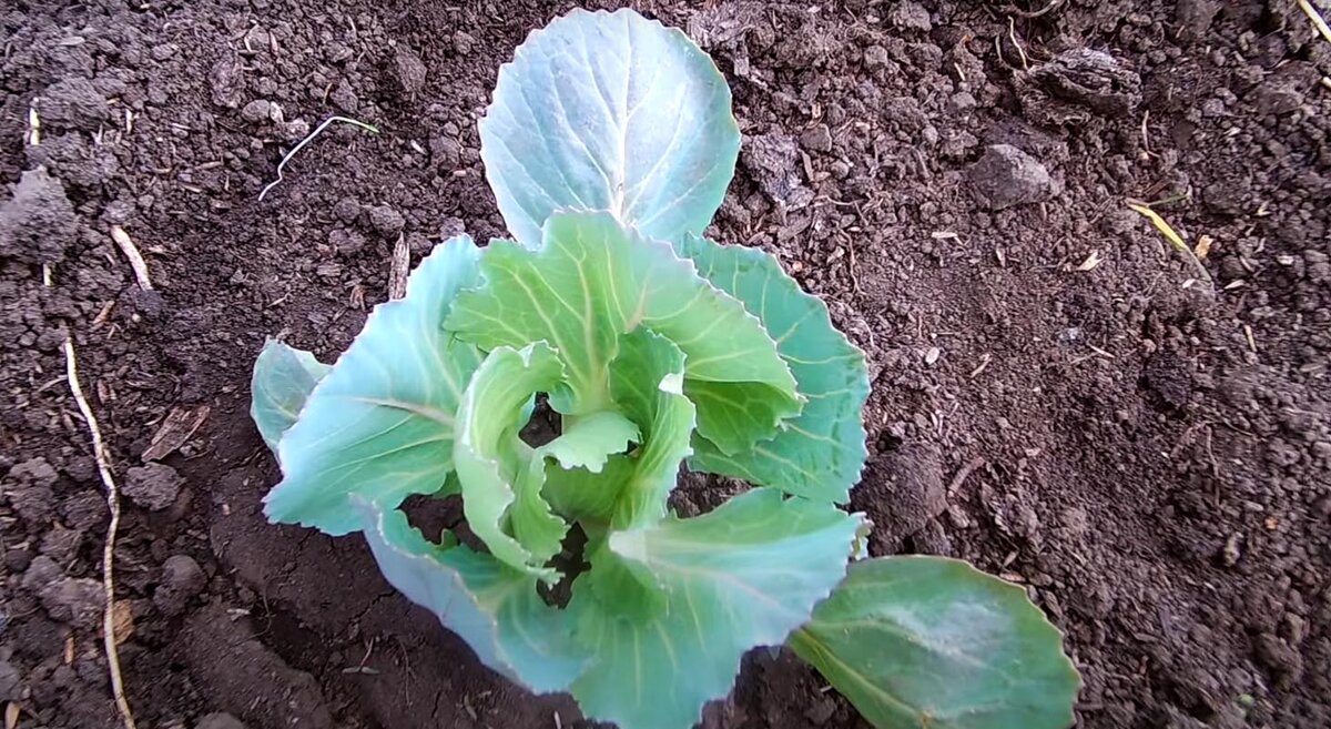 Рассада капусты
