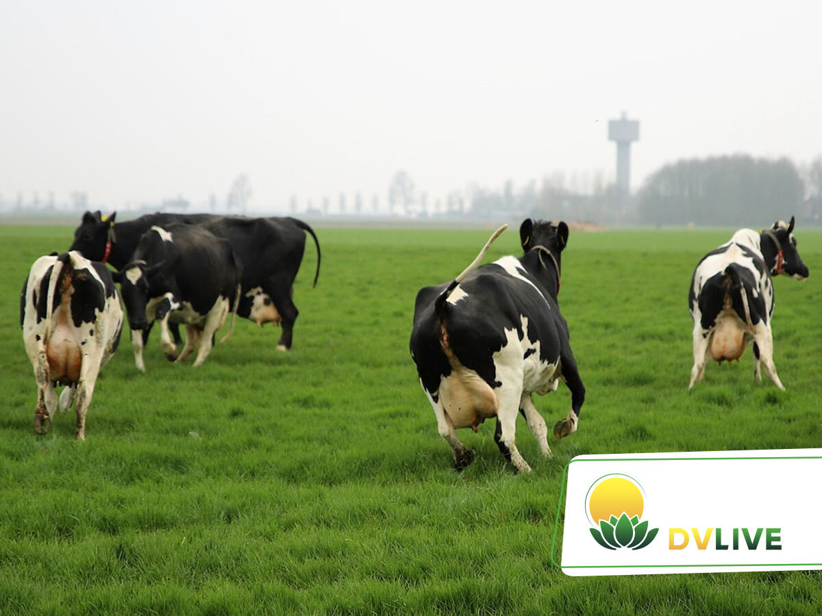 Молочная ферма на «дальневосточном гектаре» – это реально | Дальний ...