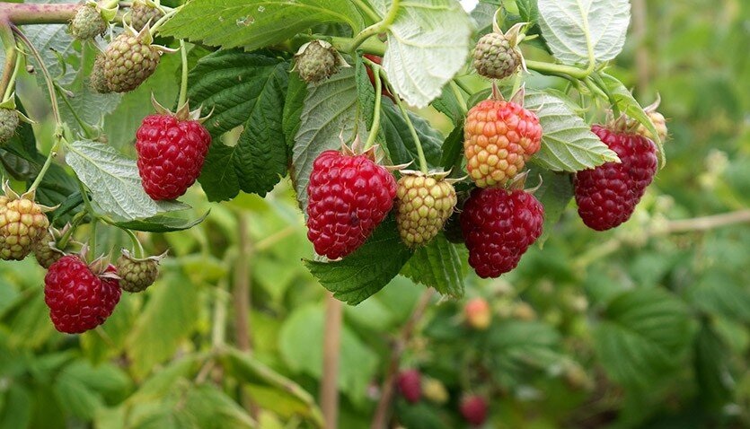 Источник фото: procvetok.com