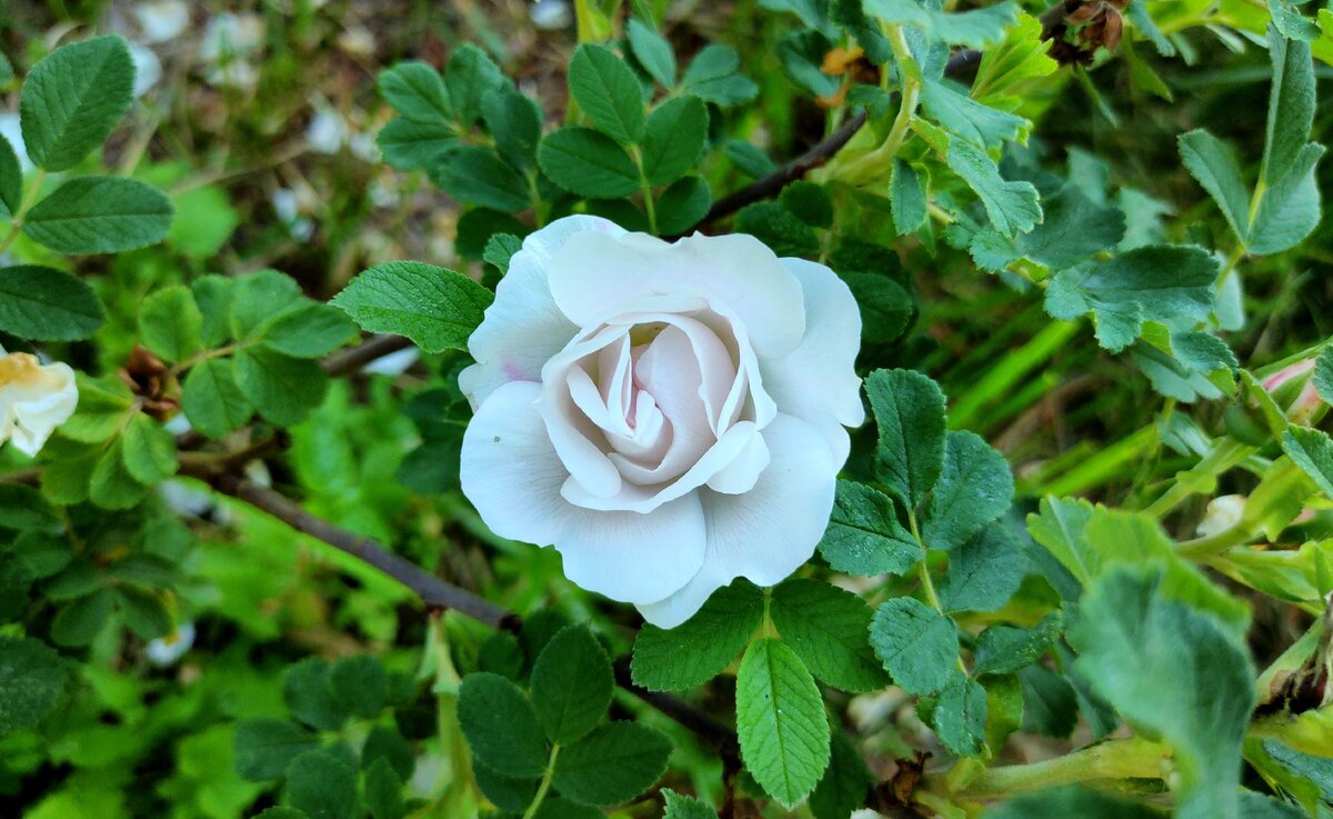 В полуроспуске очень красив бутон