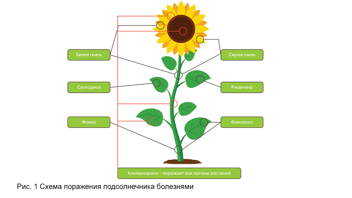 Составить план подсолнух