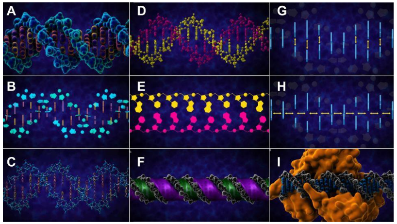 Рис. 2. Структура ДНК. Общий вид двухцепочечной ДНКс разным уровнем детализации[2]:A)поверхность молекулы, соответствующая максимальной плотностиэлектронов;B)схематическое изображение с указанием компонентов отдельных нуклеотидов (шарики –фосфат,  пятиугольники –сахар  дезоксирибоза,  цветные  линии –азотистые основания, показанные в профиль);C)изображение отдельных атомов;D)две цепочки дуплекса показаны разными цветами на двойной спиралиДНК;E)то же, на развернутых цепочках (обозначения компонентов дуплекса как на2B);F)цветами показаны малый (зеленым) и большой (фиолетовым);G)направление действия стабилизирующих дуплекс водородных связей;H)направление действия стэкинг-взаимодействий;I)связывание белка на желобках ДНК