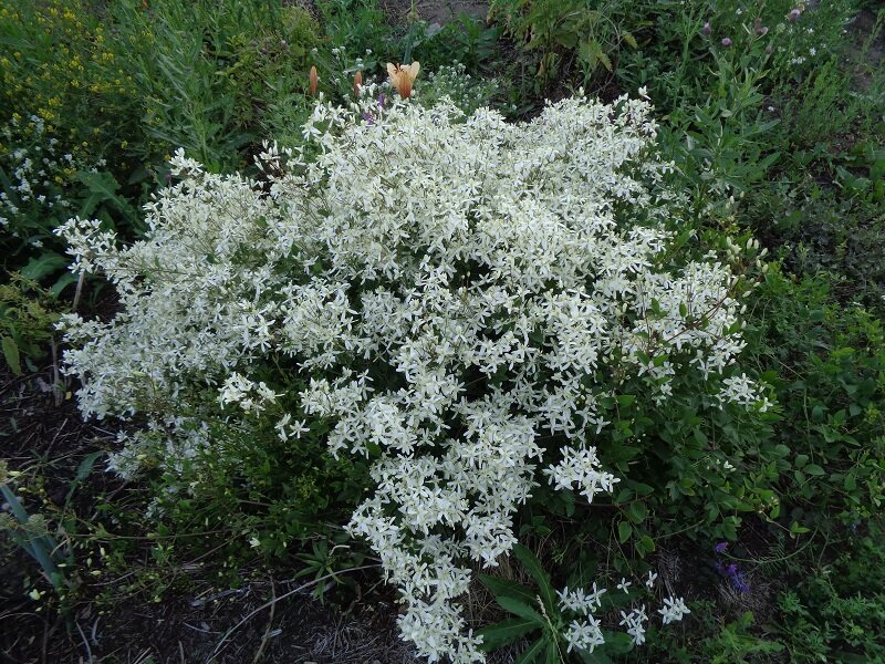 Ломонос жгучий  (клематис жгучий) в моем саду