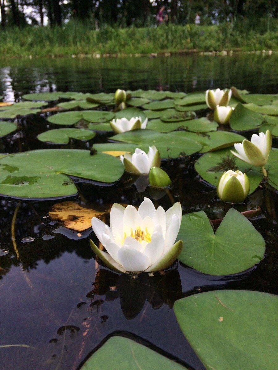 Лилии в пруду