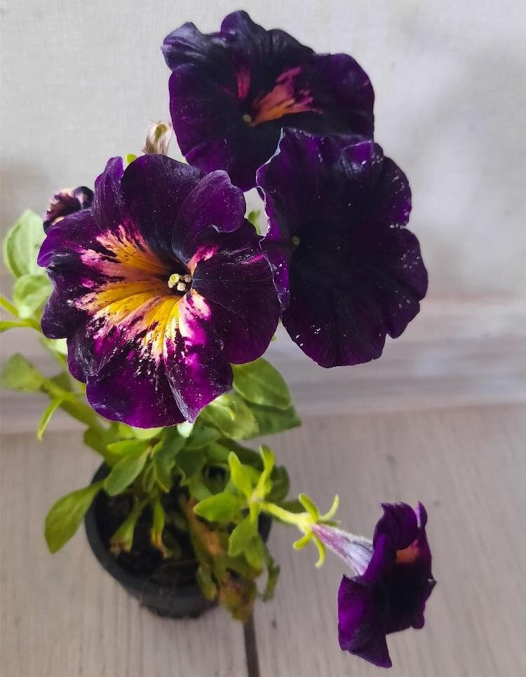 Мы удобряем наши растения..