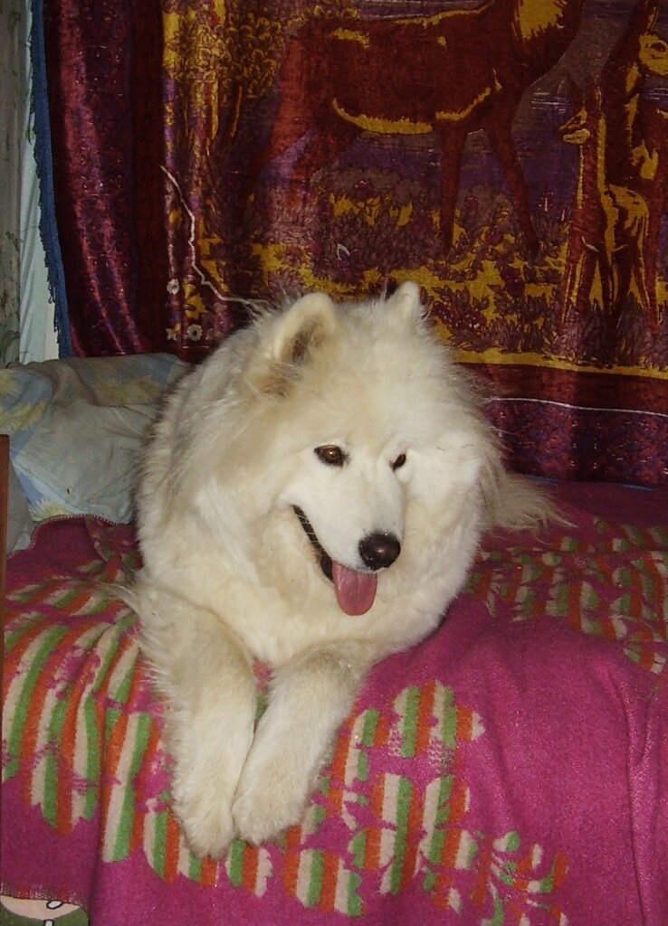 Ювелия Джейси.  Дома - Джеська.