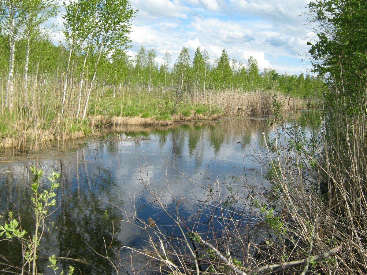 Болотный массив ельня. Болото 7. Болото 7. Ландшафтный заказник ельня беларусь. Болото 7.