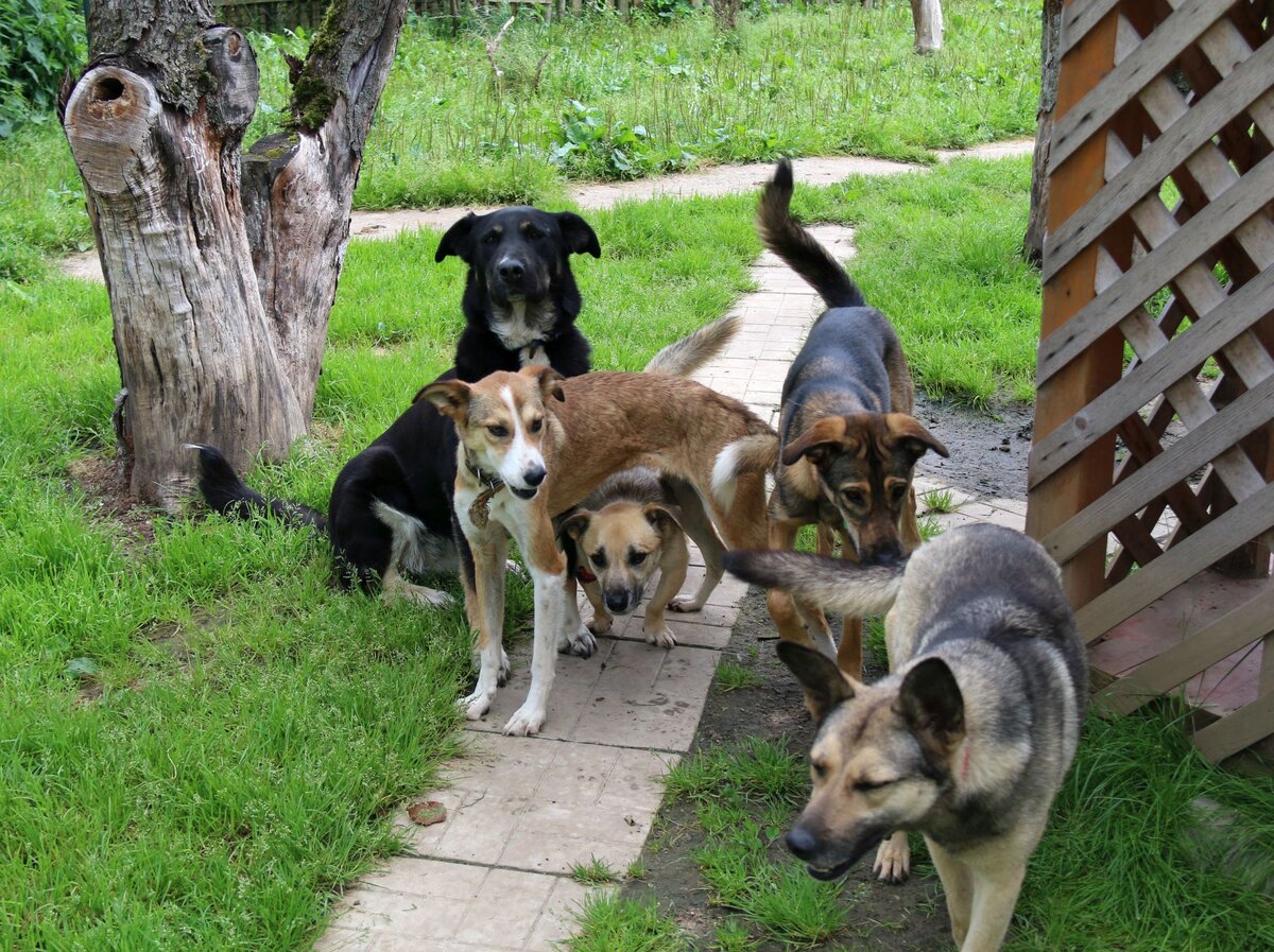 Несмотря на свой рост, Рик смелый и бОрзый