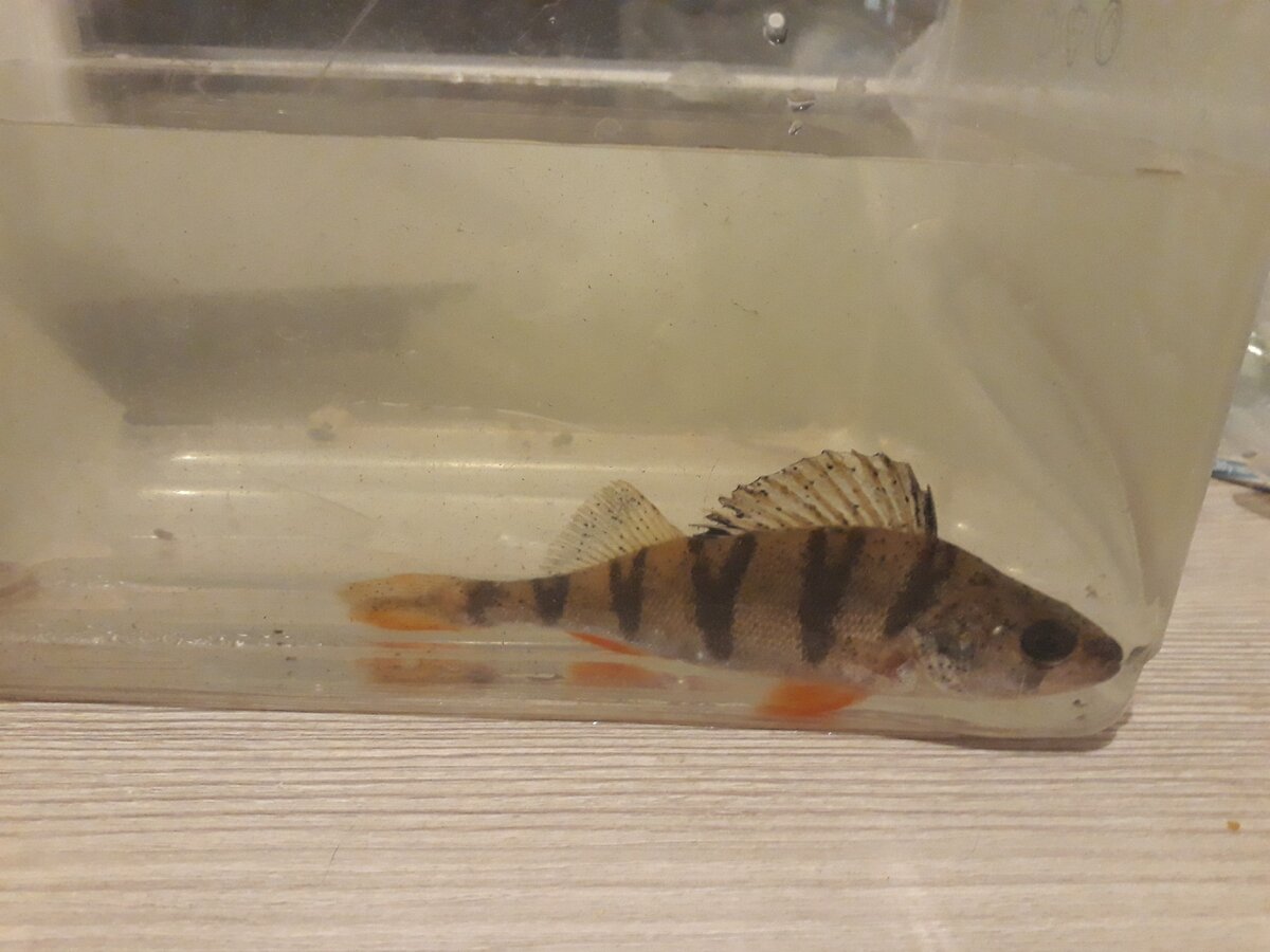 ай эм элайф!