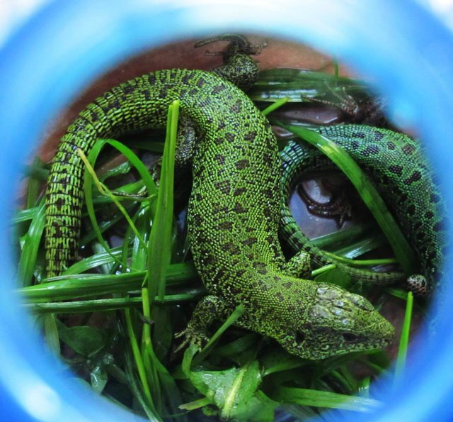 Изумрудные красавицы