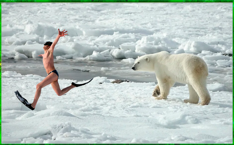 Только так можно убежать от белого медведя, так как мишка будет в шоке от увиденного