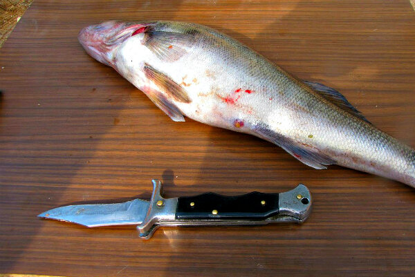 Судак  весом около кг