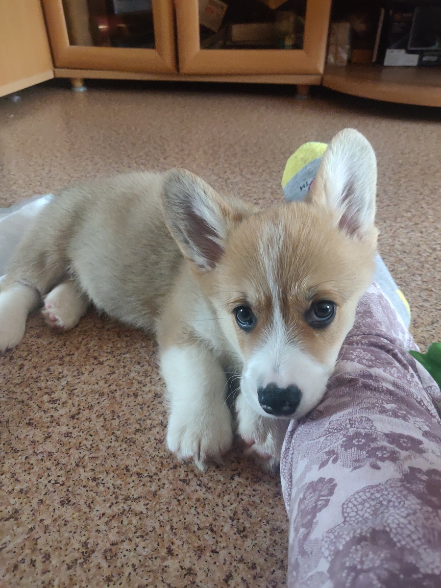 С виду приличный