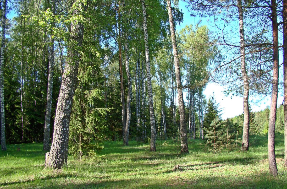 Место встречи с первыми белыми сезона в конце мая.Фото автора.