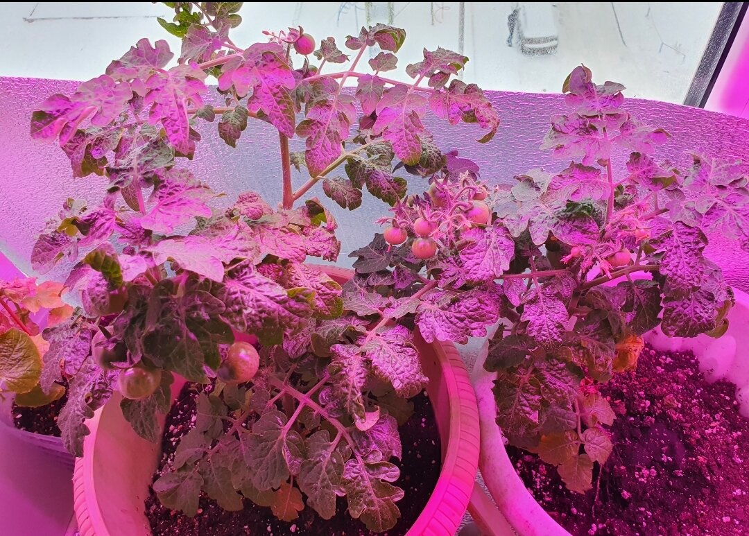 Вот такие зеленые и пышные кусты