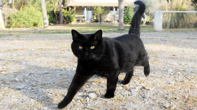 Кошка перебежала дорогу? Чёрная кошка не всегда опасна! | Всё о кошках |  Дзен