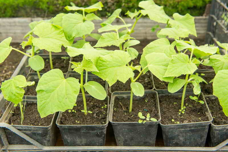 Рассада огурцов (Фото используется по стандартной лицензии ©azbukaogorodnika.ru)