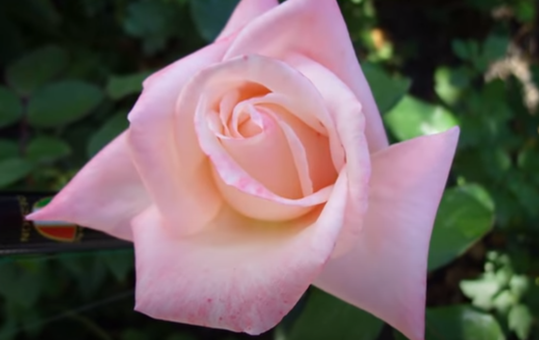 Как выбрать, какие виды роз посадить у себя на участке
