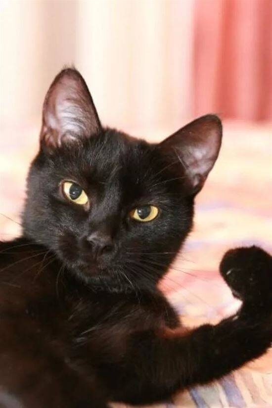 Источник Яндекс.картинки