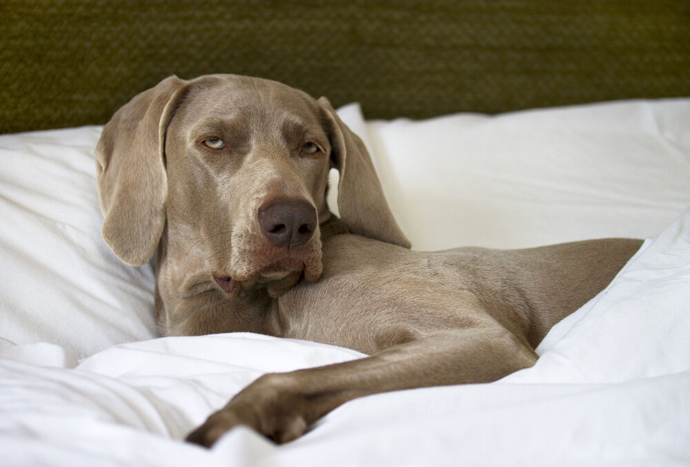Собака на руках во сне. Собачий сон. Веймаранер на кровати. Что снится щенкам.