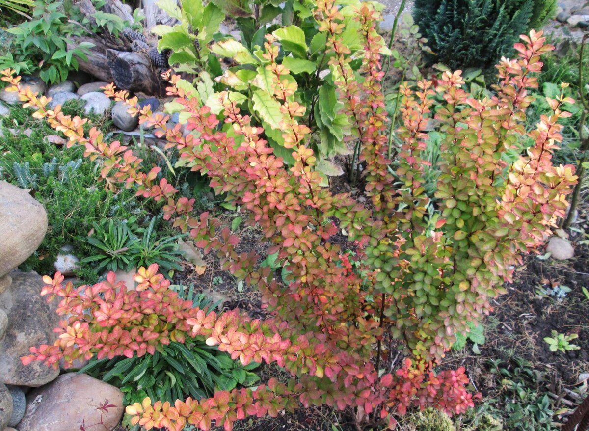 29.10.2016.   Барбарис "Мария"  . Выше на фото видно, какой он жёлтый весной и летом, а осенью приобретает самые различные оттенки. И обратите внимание на даты и на сколько вырос этот кустик. За два года кустик вырос в  три раза.