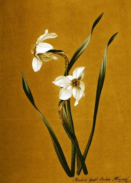 Нарцисс. Ф.Толстой