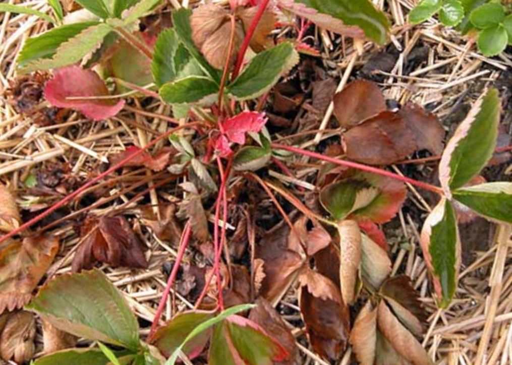 Пораженное растение