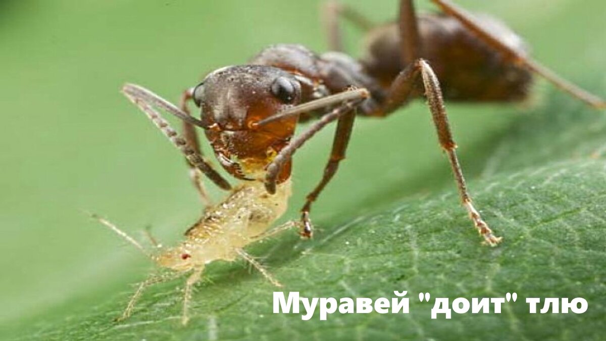 Муравьи способствуют распространению тли на плодовых деревьях