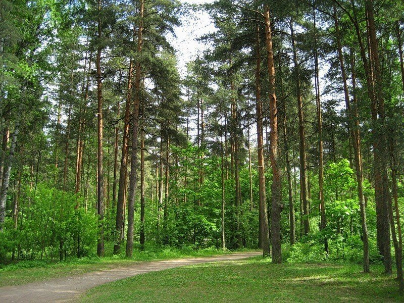 Санкт петербург хвойная