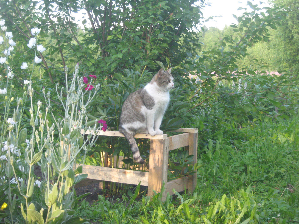 Смотрит на юго-запад, оттуда у нас чаще всего дует ветер. Вдруг, что прилетит? Фото мое.