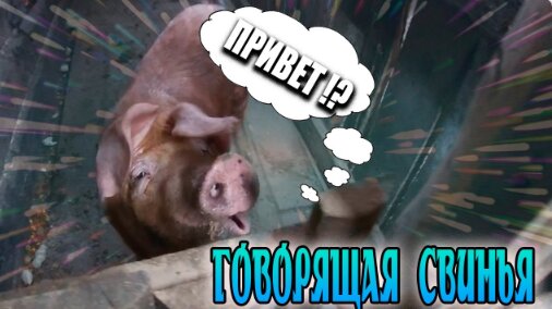 ГОВОРЯЩИЕ СВИНЬИ 🐷🐖 😨// ПОЕЗДКА В ДЕРЕВНЮ